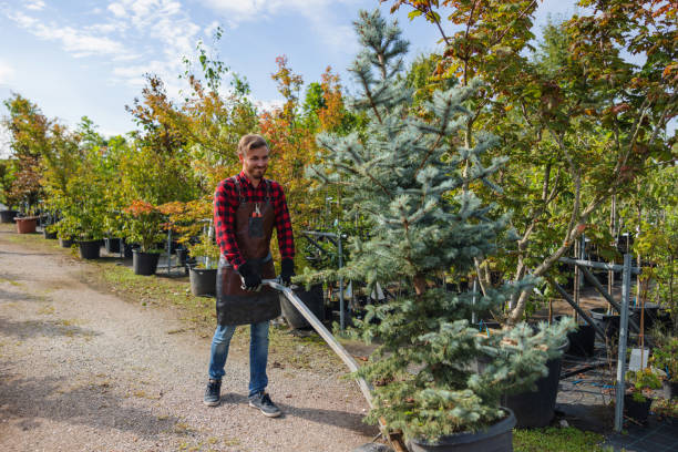 Best Commercial Tree Removal  in USA